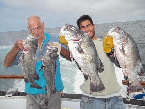 CHERNIAS Y ABADEJOS